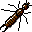 earwig